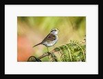 White-throated Sparrow by Anonymous