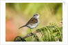 White-throated Sparrow by Anonymous