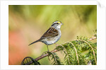 White-throated Sparrow by Anonymous