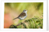 White-throated Sparrow by Anonymous