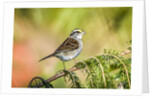 White-throated Sparrow by Anonymous