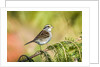 White-throated Sparrow by Anonymous