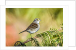 White-throated Sparrow by Anonymous