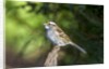 White-throated Sparrow by Anonymous