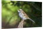 White-throated Sparrow by Anonymous