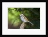 White-throated Sparrow by Anonymous