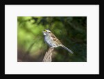 White-throated Sparrow by Anonymous