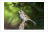 White-throated Sparrow by Anonymous