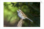 White-throated Sparrow by Anonymous
