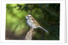 White-throated Sparrow by Anonymous