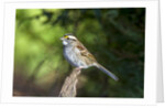White-throated Sparrow by Anonymous