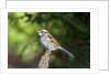White-throated Sparrow by Anonymous