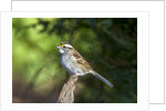 White-throated Sparrow by Anonymous