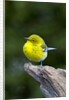 Pine Warbler by Anonymous