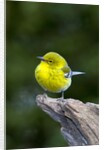 Pine Warbler by Anonymous