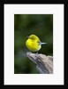 Pine Warbler by Anonymous