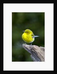 Pine Warbler by Anonymous