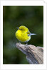 Pine Warbler by Anonymous