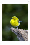 Pine Warbler by Anonymous