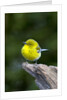 Pine Warbler by Anonymous
