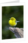 Pine Warbler by Anonymous