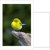 Pine Warbler by Anonymous
