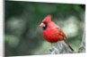 Northern Cardinal by Anonymous