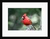 Northern Cardinal by Anonymous