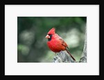 Northern Cardinal by Anonymous