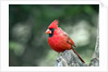 Northern Cardinal by Anonymous