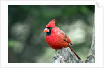 Northern Cardinal by Anonymous