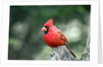 Northern Cardinal by Anonymous