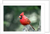 Northern Cardinal by Anonymous