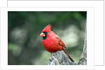 Northern Cardinal by Anonymous