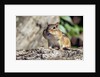 Eastern Chipmunk by Anonymous