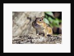 Eastern Chipmunk by Anonymous
