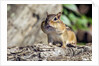 Eastern Chipmunk by Anonymous