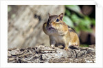 Eastern Chipmunk by Anonymous