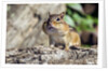 Eastern Chipmunk by Anonymous