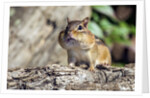 Eastern Chipmunk by Anonymous