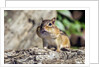 Eastern Chipmunk by Anonymous