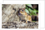 Eastern Chipmunk by Anonymous