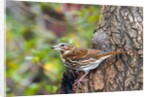 Fox Sparrow by Anonymous