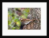Fox Sparrow by Anonymous