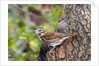 Fox Sparrow by Anonymous