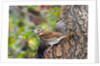Fox Sparrow by Anonymous