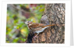 Fox Sparrow by Anonymous
