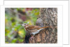 Fox Sparrow by Anonymous