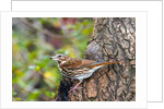 Fox Sparrow by Anonymous