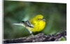 Pine Warbler by Anonymous